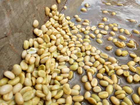 Tero Farm Guji