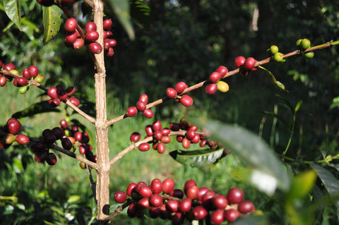 Tero Farm Guji natural